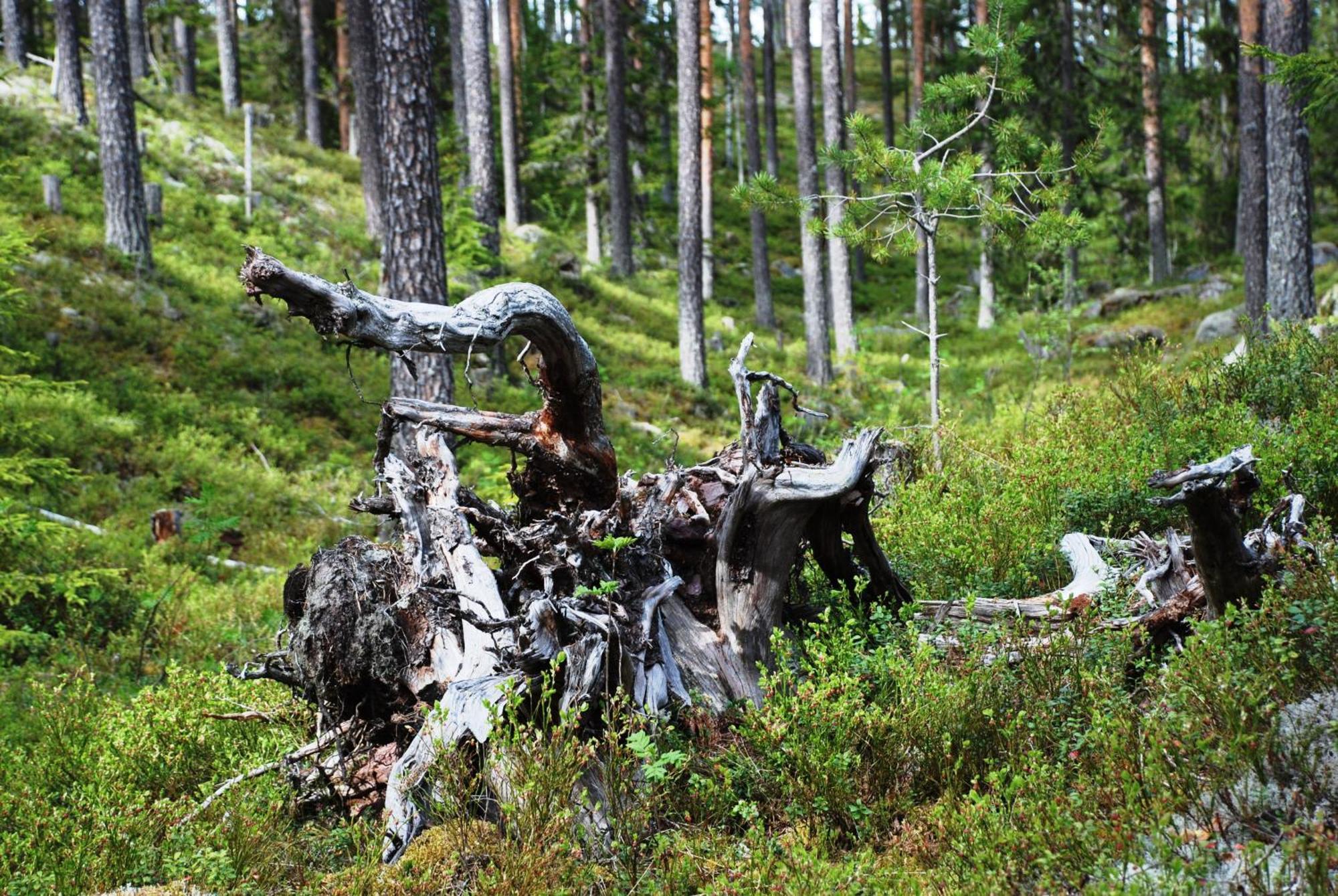 16 - Fulufjellets Nasjonalparker - Natur-, Dyre- Og Fugleopplevelser Ljordal Exterior photo
